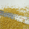 Yellow Broom Corn Millet (mijo amarillo)